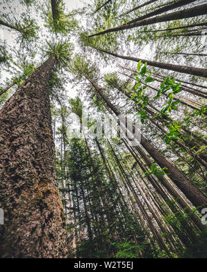 Bogenschiessen Baumstamm Liquidation zur Krone der Wald Stockfoto