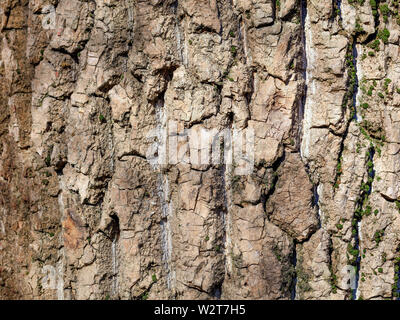 Die Beschaffenheit der Rinde einer alten Kiefer Nahaufnahme. Natürliche Hintergrund. Stockfoto