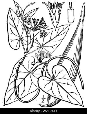 Botanische Illustration von Cynanchum laeve aus dem Jahre 1913. Stockfoto