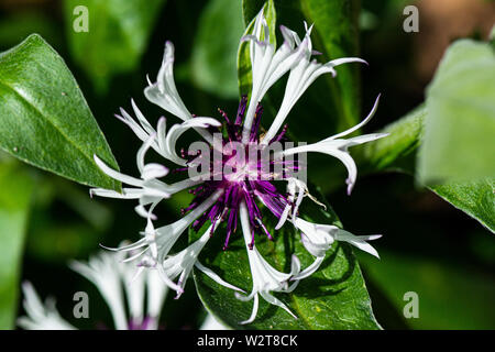 Die Blume ein immerwährendes Kornblume' Amethyst im Schnee" (Centaurea montana 'Amethyst im Schnee") Stockfoto