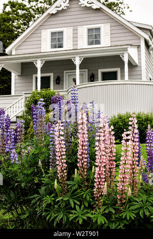 Lupinen blühen in einem Cottage Garden im Ocean Point in Boothbay, Maine. Stockfoto