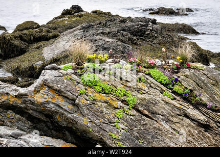 Ein Garten auf der felsigen Küste der Bucht im Ocean Point in Boothbay, Maine. Stockfoto