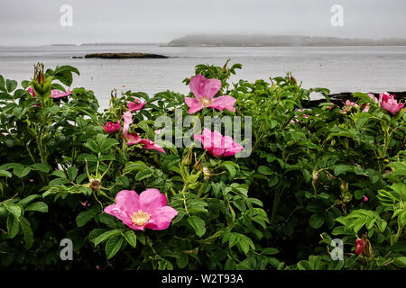 Wilden Strand Rosen blühen entlang der nebligen Küste Karte Cove At Ocean Point in Boothbay, Maine. Stockfoto