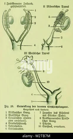 Die Frau als Hausärztin (1911) 028 Entwicklung der Zusatzger&aumlte Geschlechtsorgane Stockfoto