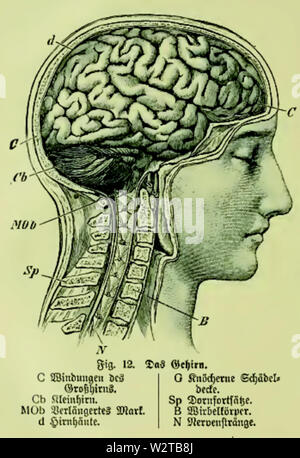 Die Frau als Hausärztin (1911) 012 Das Gehirn Stockfoto