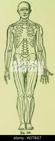 Die Frau als Hausärztin (1911) 136 männliche Normalgestalt Stockfoto