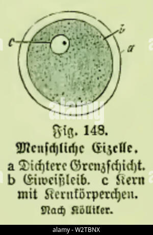 Die Frau als Hausärztin (1911) 148 menschliche Eizelle Stockfoto