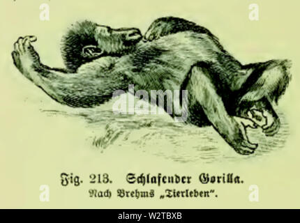 Die Frau als Hausärztin (1911) 213 Schlafender Gorilla Stockfoto