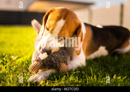 Hund mit Plüsch Spielzeug Bunny Kaninchen im Sommer im Garten. Über beißen ein Spielzeug aufgeregt. Platz kopieren Stockfoto