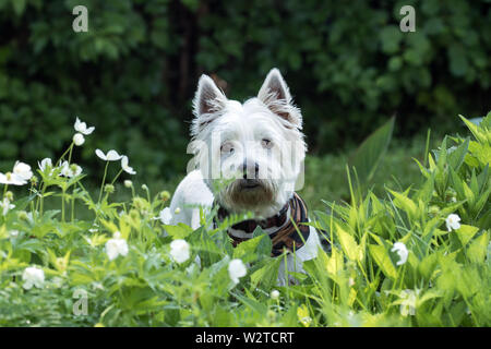 Eine entzückende West Highland White Terrier in einem Feld von Buschwindröschen weißen Blumen. Dieser Hund ist auch ein Westie bekannt. Stockfoto