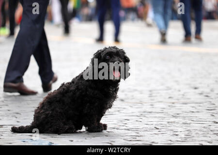 Verloren schwarzer Hund sitzen auf einer Straße der Stadt in der Masse der Menschen Stockfoto