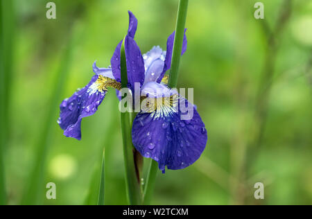 Nahaufnahme von einem schönen lila Sibirische Iris bedeckt in Tau Tropfen auf blütenblätter Kanadischen spring garden. Wissenschaftliche Name der Pflanze ist Iris pumila. Stockfoto