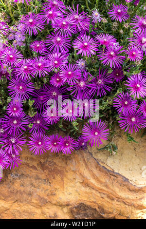 DELOSPERMA COOPERI ist eine mehrjährige Zwergpflanze, die in Südafrika heimisch ist. Er bildet einen dichten Rasen mit reichlich, langanhaltender Blüte. Immergrüne Sukkulenz mit lebendigen, dunkelviolett-rosa, Gänseblümchen-ähnlichen Blumen. Ideal für heiße, trockene Gärten und Felsgesteine Stockfoto