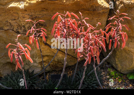 Aloe aristata Spitze aloe Fackel Familie der Asphodelaceae Gattung Aloaceae geschützten in Rock mit Garten. Immergrüne Staude bildet Rosetten von Fleischigen lanzenförmige Blätter mit Röhrenförmigen orange-roten Blüten Stockfoto