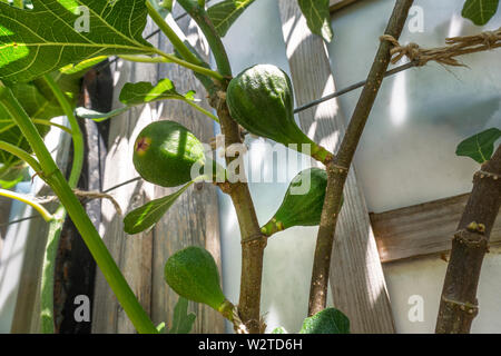 Bild Frühling Wachstum Ficus Carica 'Brown Turkey' Bild Familie Moraceae ausgebildet Baum Laub ('brauner Neapel') ist eine überaus produktive und zuverlässige Auswahl. In langen, heißen Sommern wird es eine reiche Ernte von Braun, birnenförmige Frucht mit rotem Fleisch produzieren. Stockfoto