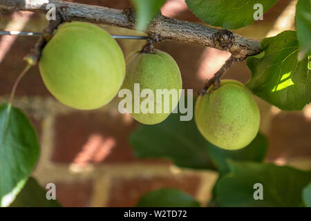 Aprikosenbaum 'Flavorcot' Prunus Armeniaca 'Flavorcot' (syn. 'Bayato') Frühjahr Wachstum Reifung in dappled Sun, Aprikosen als Fan auf einem Süd- bzw. Süd-west-Wand ausgebildet. Stockfoto