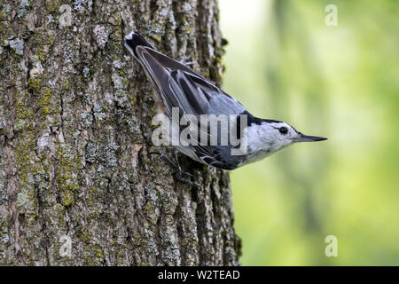 Nahaufnahme von White-breasted Kleiber (Sitta Carolinensis) auf der Suche nach Beute mit der Oberseite nach unten auf Baumstamm in Kanada. Stockfoto