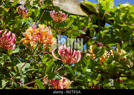 Geißblatt in voller Blüte im laienhaften Kleinfarm Garten auf 900 ft in Nidderdale 27/06/19. Stockfoto