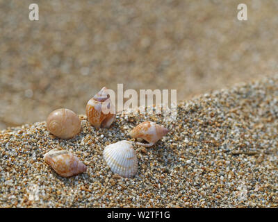 Kleine Muscheln im Sand Hintergrund - makroaufnahme der schönen Muscheln Stockfoto