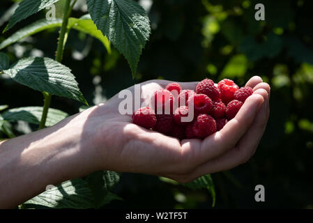 Himbeere Ernte im ländlichen Garten. Eine Handvoll reif Rosa Beeren. Sommer im Dorf Stockfoto