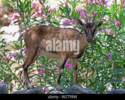 Ziege stehend vor rosa Rhododendron in der Griechischen, Kreta Stockfoto