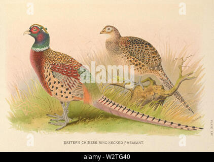 Östlichen Chinesischen Ring-necked Pheasant durch H Jones Stockfoto