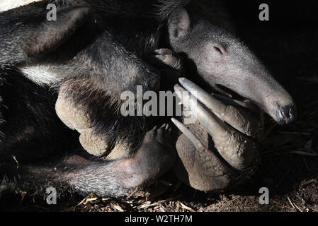 Juli 10, 2019 - Madrid, Spanien - ein Baby Giant anteater gesehen wird, spielt mit seiner Mutter im Zoo Madrid.. ein Baby riesigen ameisenbär (Myrmecophaga tridactyla) Juni 2019 geboren wurde, nach 190 Tagen der Schwangerschaft mit einem Gewicht von rund 1,6 Kilogramm und über 0,50 Meter. Giant Anteater, auch als die Ameise Bär genannt, ist eine von vier Arten von ameisenbären und wird als gefährdete Tierart aufgeführt. (Bild: © John milner/SOPA Bilder über ZUMA Draht) Stockfoto