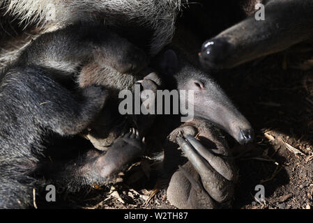 Juli 10, 2019 - Madrid, Spanien - ein Baby Giant anteater gesehen wird, spielt mit seiner Mutter im Zoo Madrid.. ein Baby riesigen ameisenbär (Myrmecophaga tridactyla) Juni 2019 geboren wurde, nach 190 Tagen der Schwangerschaft mit einem Gewicht von rund 1,6 Kilogramm und über 0,50 Meter. Giant Anteater, auch als die Ameise Bär genannt, ist eine von vier Arten von ameisenbären und wird als gefährdete Tierart aufgeführt. (Bild: © John milner/SOPA Bilder über ZUMA Draht) Stockfoto