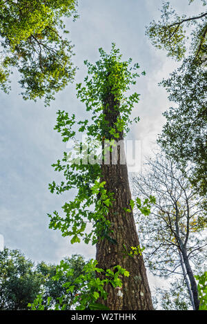 Einsamer Baum mit neuen Wachstum nach gekrönt wird, Kämpfe, neues Wachstum für das Überleben. Stockfoto