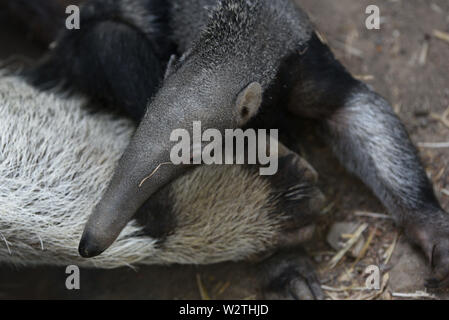 Madrid, Spanien. 10. Juli 2019. Ein Baby Giant anteater ist mit seiner Mutter im Zoo Madrid gesehen. ein Baby riesigen ameisenbär (Myrmecophaga tridactyla) Juni 2019 geboren wurde, nach 190 Tagen der Schwangerschaft mit einem Gewicht von rund 1,6 Kilogramm und über 0, 50 m. Giant Anteater, auch als die Ameise Bär genannt, ist eine von vier Arten von ameisenbären und wird als gefährdete Tierart aufgeführt. Quelle: John milner/SOPA Images/ZUMA Draht/Alamy leben Nachrichten Stockfoto