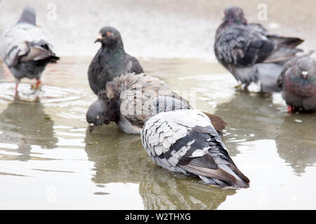 Städtische Taube gebadet in der Pfütze nach Regen. Vögel in der Stadt in Osteuropa Stockfoto