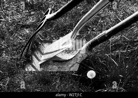 Schwarz-weiß Foto eines Gartenarbeit Gartenarbeit Gabel, einen Spaten und eine Gartenbau Schaufel gegeneinander gelehnt von Grass in einem Garten umgeben, o Stockfoto