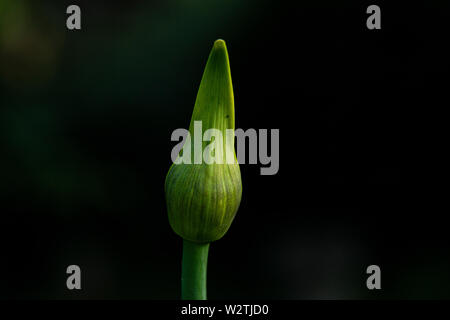 Die blütenknospe eines Agapanthus Stockfoto
