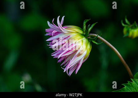 Die Blume eines Dahlie 'Marlene Freude' Stockfoto