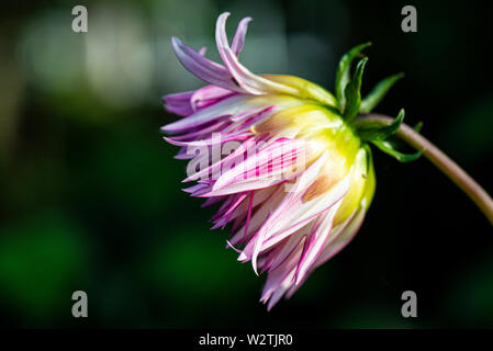 Die Blume eines Dahlie 'Marlene Freude' Stockfoto