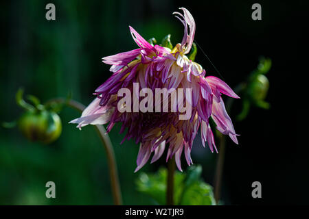 Die Blume eines Dahlie 'Marlene Freude' Stockfoto