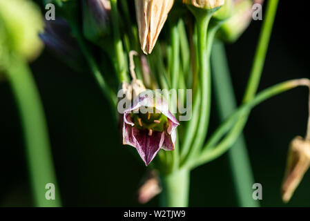 Eine Blume eines sizilianischen Honig Knoblauch (Allium siculum) Stockfoto