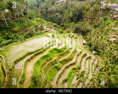 Drone Ansicht von Tegalalang Reisterrassen auf Bali, Indonesien, mit Palmen und Pfade für touristr um Plantagen zu gehen Stockfoto