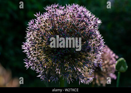 Die Blume Leiter einer Allium 'Globemaster' Stockfoto