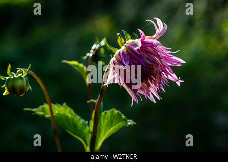 Die Blume eines Dahlie 'Marlene Freude' Stockfoto