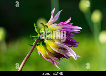 Die Blume eines Dahlie 'Marlene Freude' Stockfoto