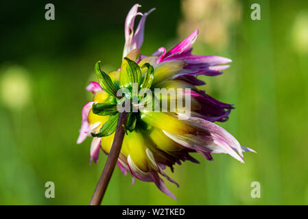 Die Blume eines Dahlie 'Marlene Freude' Stockfoto
