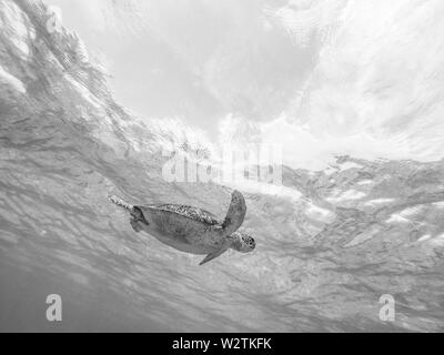 Sea Turtle schwimmen frei im blauen Ozean. Stockfoto