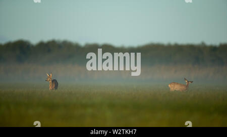 Reh (Capreolus capreolus) im Matsalu Stockfoto