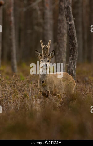 Rehbock (Capreolus capreolus) im Wald Stockfoto