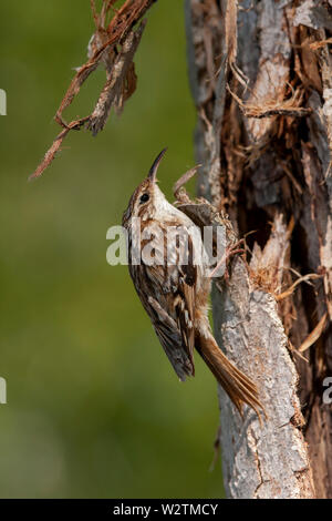 Mit kurzen Fingern, Treecreeper (Certhia brachydactyla), sitzen auf den Stamm eines Baumes mit unscharfem Hintergrund. Spanien Stockfoto