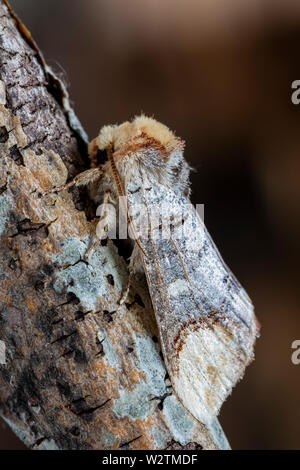 Die Buff-Tip, Phalera bucephala auf dem Ast eines Baumes getarnt, Makro Foto Stockfoto