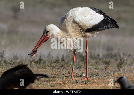 Vögel - Weißstorch (Ciconia ciconia) Fütterung auf einer Wiese im Sommer. Spanien - Europa Stockfoto