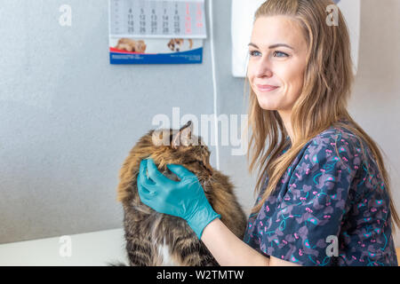 Tierarzt Arzt macht einen Check-up eines süßen schöne Katze. Stockfoto