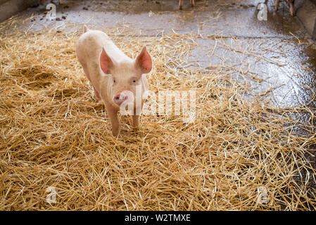Ein schweinchen Kleine rosa Schwein mit angehobenem Ohren stehen auf Heu in einem Gehäuse in Schweinezucht Farm Stockfoto